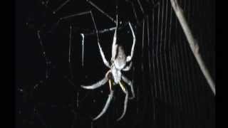 Deadly Spiders  Black Widow  Brazilian Wandering  Tarantula  Brown Recluse  Arachnophobia Araña [upl. by Sherourd]