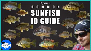 Identify Any Common Sunfish  Koaws Guide to Sunfishes Lepomis [upl. by Ennahs]