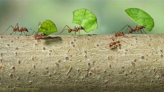 Ants Natures Secret Power 2  BBC Documentary [upl. by Doble]