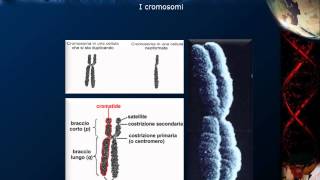 Citologia  Lezione 16 DNA e cromosomi [upl. by Alfeus]