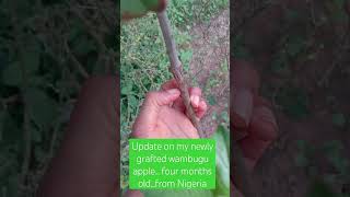 my wambugu apple update Nigeria internet [upl. by Bramwell]