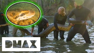 Giant Anaconda Measures Up At 19ft Long  Mysterious Creatures With Forrest Galante [upl. by Ecela]