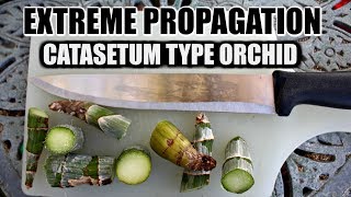 EXTREME PROPAGATION 101  CATASETUM ORCHID [upl. by Eupheemia]