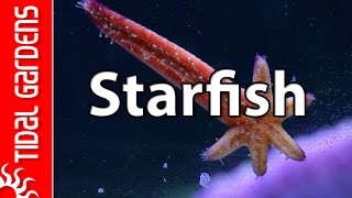 Reef Aquarium Starfish [upl. by Asek]