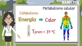 Metabolismo celular [upl. by Pincince]