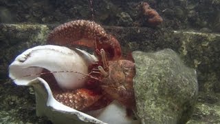 Giant Hermit Crab Changing Shells  Documentary Short  1080p [upl. by Eseuqram]