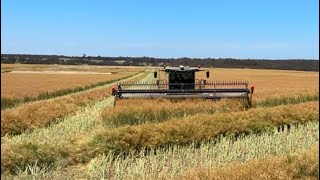 Windrowing canola  Harvest 2024  Victoria Australia [upl. by Ahsienal]