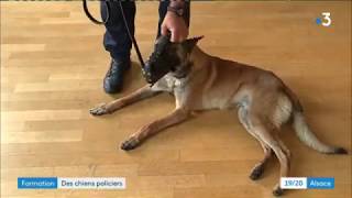 La Police Nationale forme des chiens policiers dattaquedéfense [upl. by Ylrak]