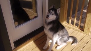 Mishka the Talking Husky says quotOpen the Doorquot [upl. by Ehman]