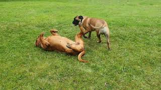 Bullmastiff Puppy 6 Months Playing With Huge Dogue De Bordeaux [upl. by Bearnard]