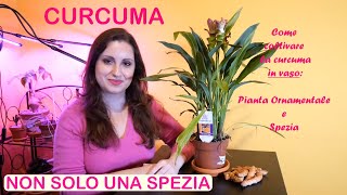 Curcuma  Coltivazione in vaso  Raccolta e conservazione della spezia [upl. by Eneleuqcaj337]