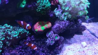 AI prime HD On aqua One 120 video no 2 Added fish  corals [upl. by Chita]