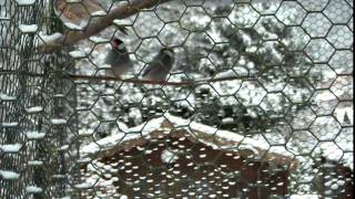 My Zebra and Java finches at Winter [upl. by Pages]