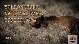 Yellowstone National Park Spring 2024 Day 3  Day of the Grizzly Bears [upl. by Nahttam]