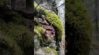 Ancient giant rock outcropping found on Turtle Island mound in the Crowsnest Pass [upl. by Haydon32]