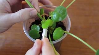 Pilea Peperomioides Pup Pruning ComPILEAtion [upl. by Notsnhoj]