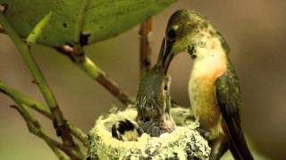 Mother and Baby Hummingbirds in Nest from Hatch to Fledge [upl. by Myrtle]