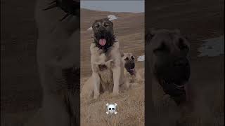 Power of transformations☠️ shorts dog edit kangal pitbull doberman rottweiler puppies [upl. by Audette110]