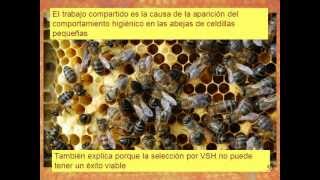 Abejas elimínan las Varroas  ResistantBeescom [upl. by Divan]