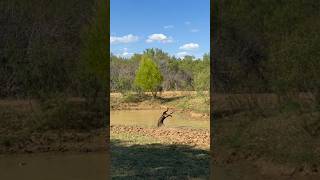 When dove season is 2 weeks away we do CARTWHEELS 😂 🤸 meateater hunting labrador music flip [upl. by Alaekim245]