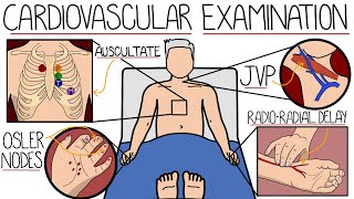 The Cardiovascular System Examination [upl. by Jakob894]