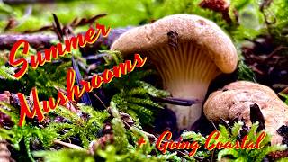 Summer Mushroom Foraging  Chanterelles Hedgehog Mushrooms amp Fiber King Boletes [upl. by Nealon]