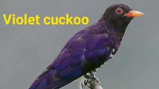 Suara burung Violet cuckoo  kedasih ungu [upl. by Zampino]