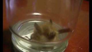 わけあってわが家に【ニホンコテングコウモリ】Japanese lesser tubenosed bat [upl. by Annavas]