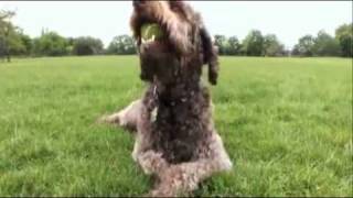 dogs 101 labradoodle [upl. by Cathey192]