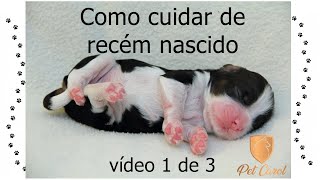 Primeiros cuidados com cachorro filhote recém nascido  defecar e urinar  vídeo 1de 3 petcarol [upl. by Elfstan381]