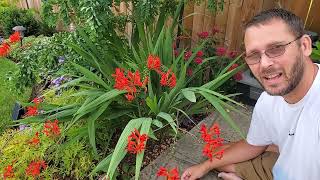 Crocosmia  Lets learn about this plant together [upl. by Higley]