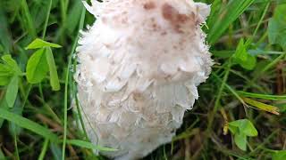 Coprinus Comatus 🍴🍴🍴 06102024 La Trémelière [upl. by Aeresed]