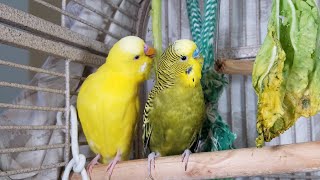 3 Hr Happy Parakeets Singing Eating Playing Budgies Chirping Reduce Stress of lonely Birds Videos [upl. by Aihsoj]