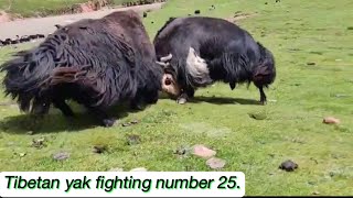 Tibetan yak fighting number 25 [upl. by Nonek]