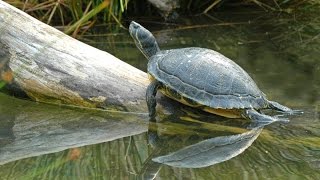 Rasgos de la Tortuga Icotea  TvAgro por Juan Gonzalo Angel [upl. by Udelle583]