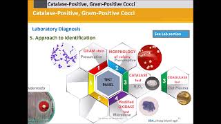 Staphylococci Catalase Positive Gram Positive Cocci [upl. by Artap]