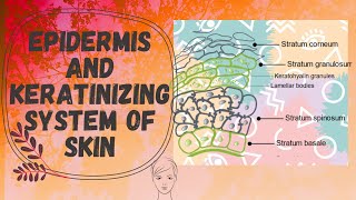 Epidermis and the Keratinization Process Cosmetic Line  cosmeticline  cosmetic  beauty [upl. by Sueaddaht]