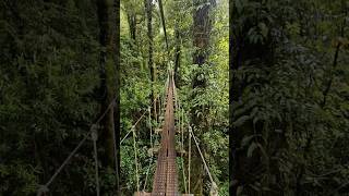 Discover nature adventure and yourself in an epic guided Original Canopy Tour nature zipline [upl. by Hecht]