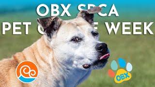 OBX SPCA Pet of the Week Mr Bear [upl. by Irahc]