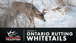 CROSSBOW DEER HUNT  ONTARIO Whitetail Buck [upl. by Dnama]