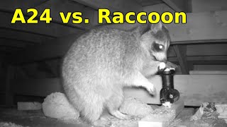 A24 Trap vs Raccoon [upl. by Joan]