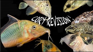 Corydoras all the new names Aspidoras Scleromystax Hoplisoma Brochis Gastrodermus Osteogaster [upl. by Breed]