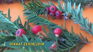 Porsuk ağacı Taxus Özellikleri Zehirli mi [upl. by Ileyan]