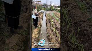 Special type of irrigation small system  The workers do their job perfectly  machine shorts [upl. by Naihtsirc430]