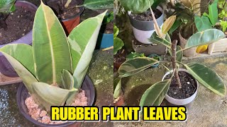 Do Not Throw Your Rubber Plant Leaves [upl. by Eeliab127]