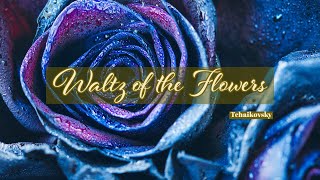 Tchaikovsky  Waltz of the Flowers ✿✿ 𓆸 「 1 Hour ♬」 [upl. by Edorej]