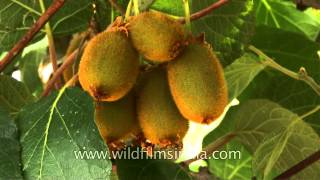 Kiwi fruit almost ready for harvest in Indian Himalaya [upl. by Anawat800]