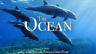 The Ocean 4K  Scenic Wildlife Film With Calming Music [upl. by Aisena]