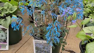 Brunnera Silver Heart amp Sterling Silver Siberian Bugloss plus Corydalis Porcelain Blue [upl. by Eenwat]