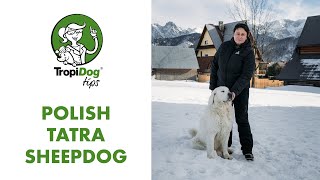 Polish Tatra Sheepdog  king of Polish dogs [upl. by Aneerb]